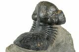 Arched Paralejurus Trilobite Fossil - Atchana, Morocco #322283-4